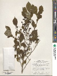 Symplocos paniculata image