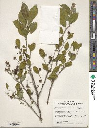 Symplocos paniculata image