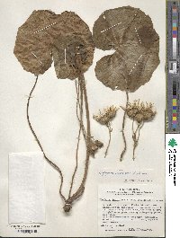 Farfugium japonicum image