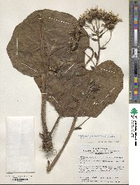 Farfugium japonicum image