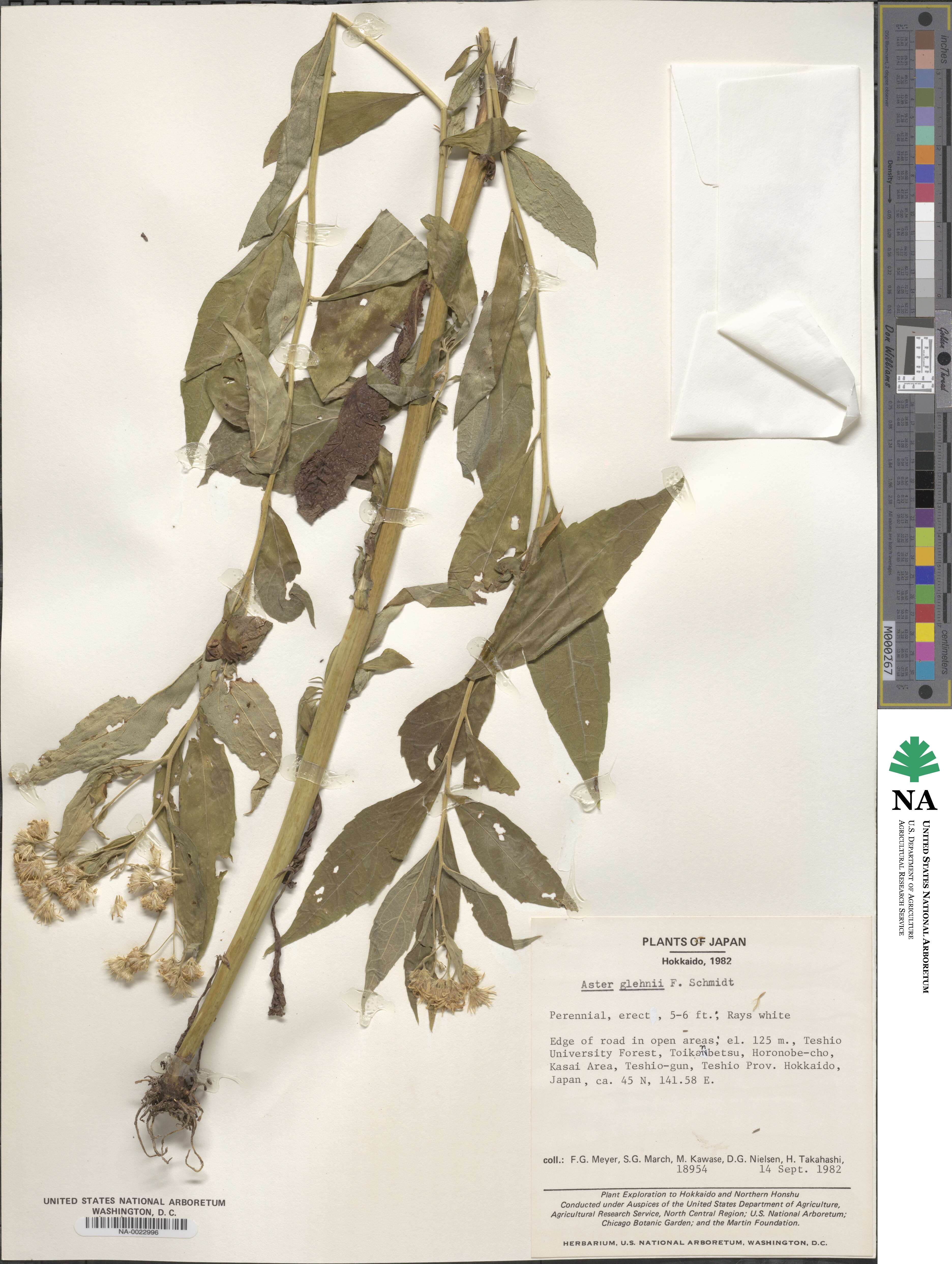 Kitamuria glehnii image