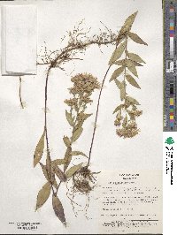 Aster ageratoides image