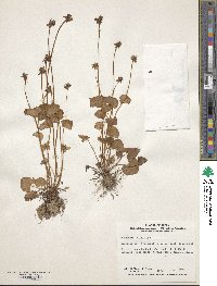 Parnassia palustris image