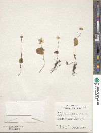 Parnassia palustris image