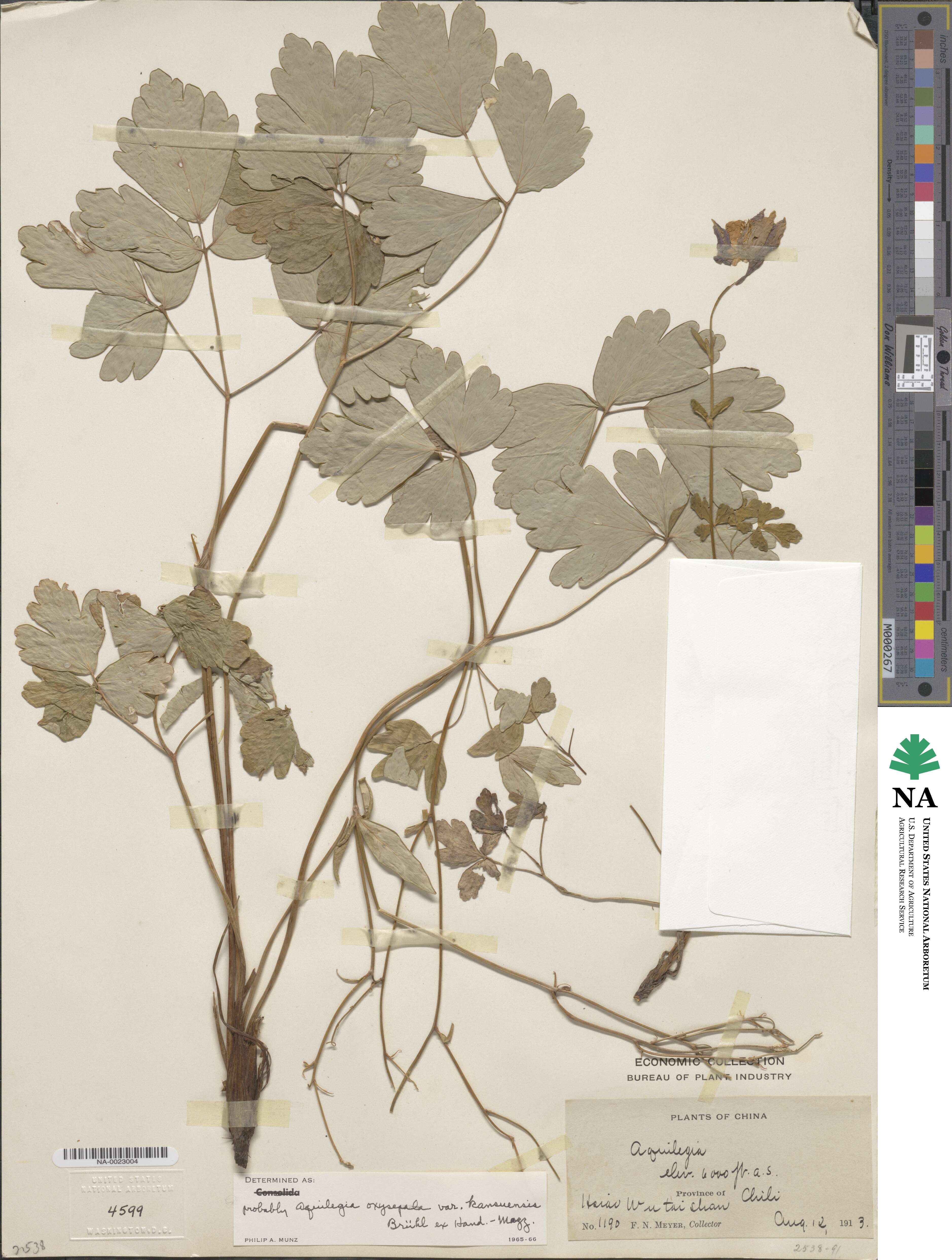 Aquilegia kansuensis image
