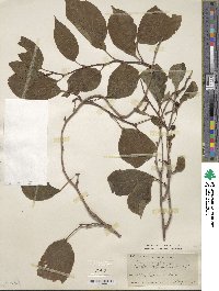 Schisandra chinensis image