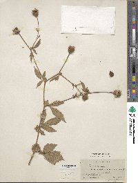 Image of Geum urbanum