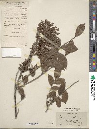 Vaccinium bracteatum image