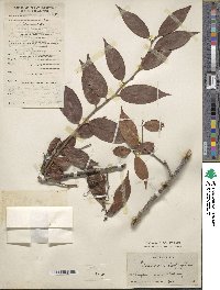 Image of Vaccinium iteophyllum