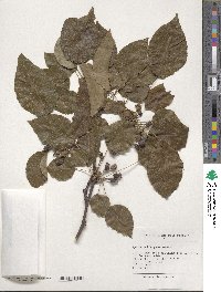 Pyrus calleryana image