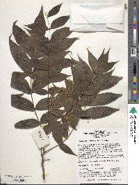 Platycarya strobilacea image