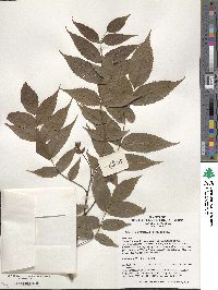 Platycarya strobilacea image