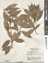 Image of Castanopsis glabra