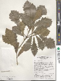 Quercus dentata image