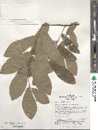 Quercus variabilis image