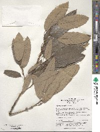 Quercus variabilis image