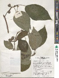 Broussonetia papyrifera image