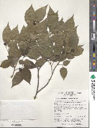 Image of Aphananthe aspera