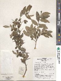 Hemiptelea davidii image