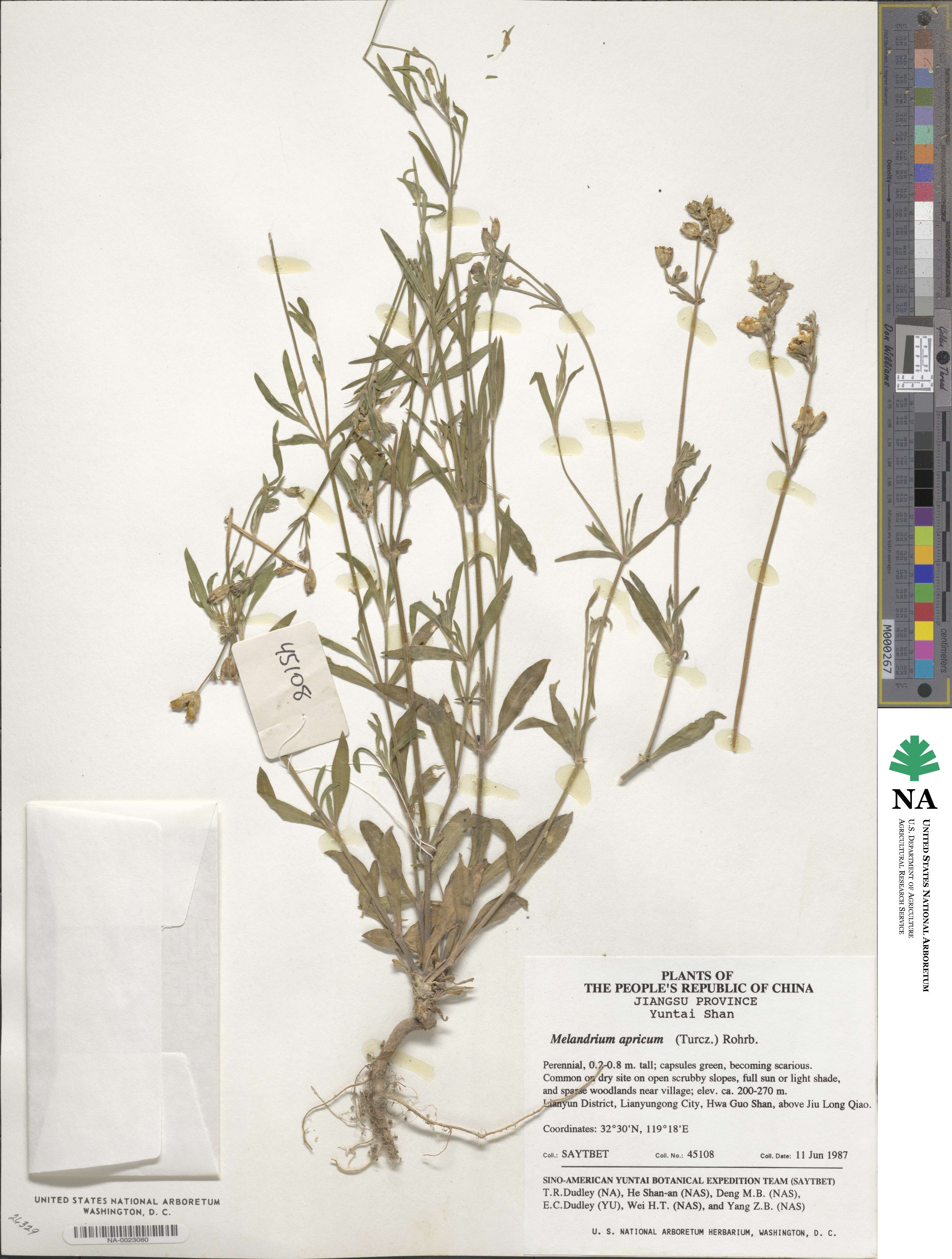 Silene aprica image