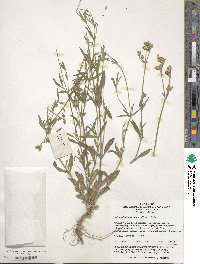 Silene aprica image