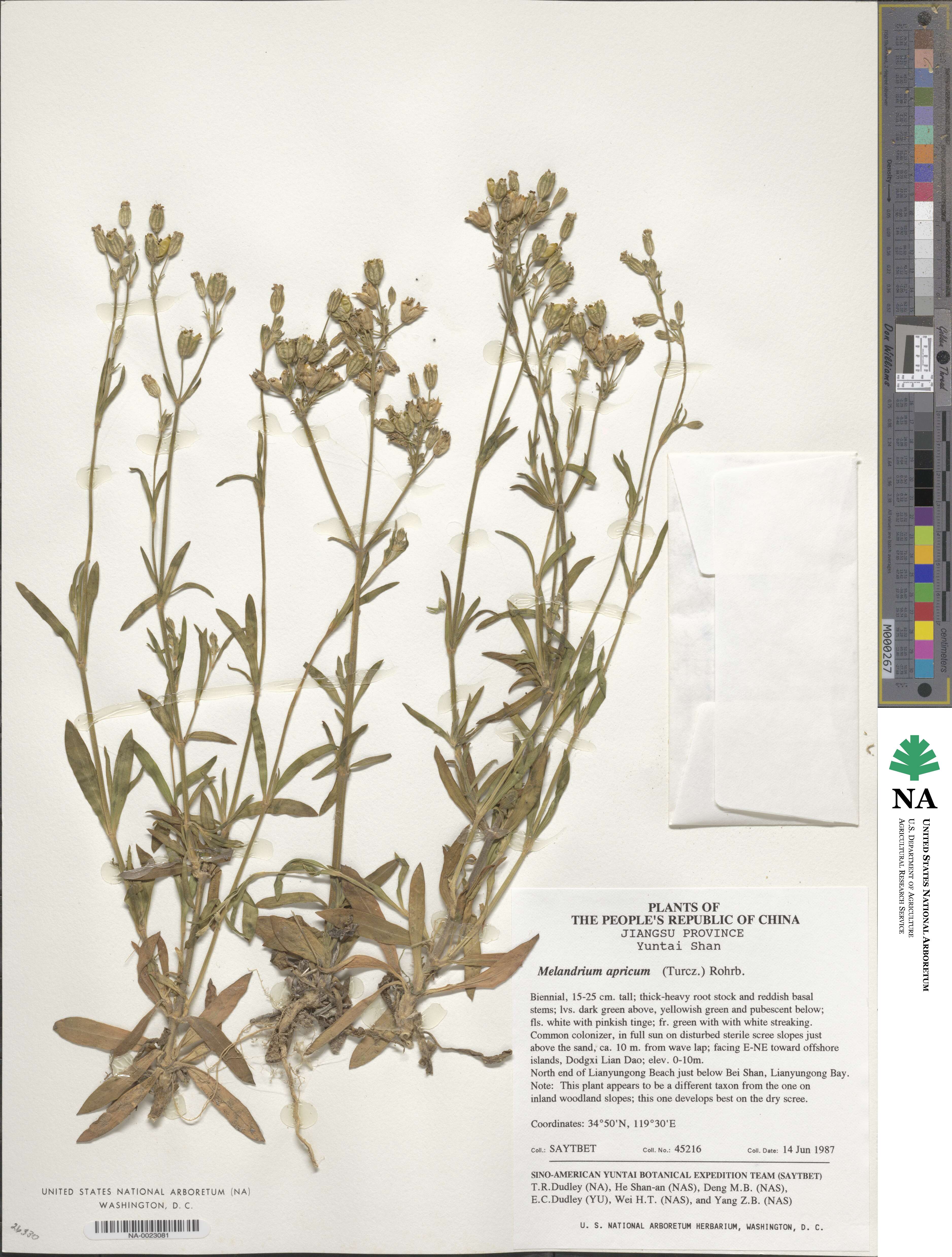 Silene aprica image