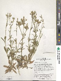 Silene aprica image