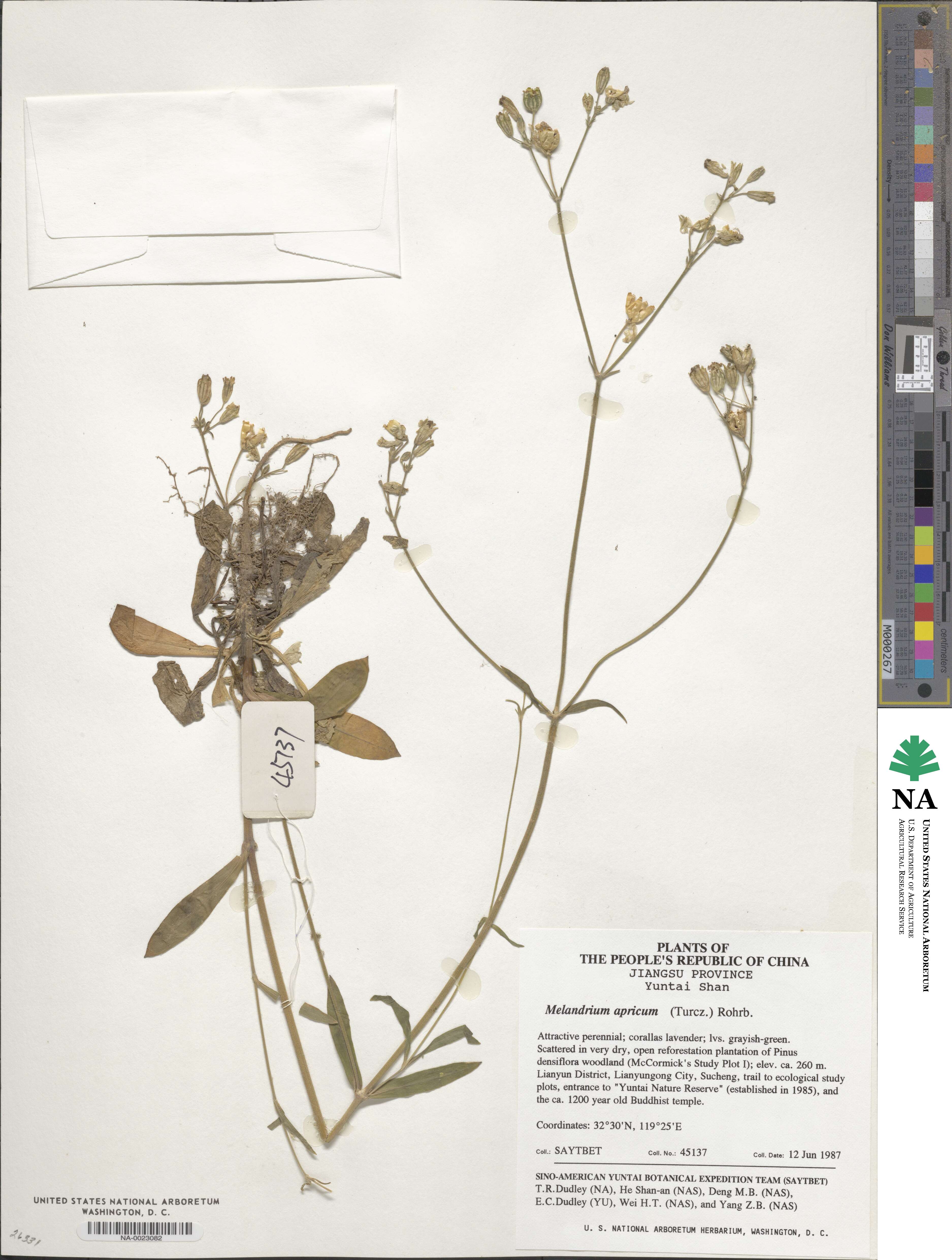 Silene aprica image