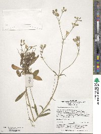 Silene aprica image