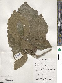 Quercus aliena image