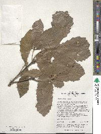 Quercus aliena image