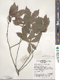 Quercus serrata image