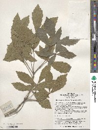 Quercus serrata image