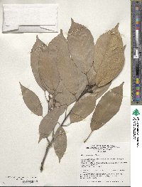 Quercus glauca image