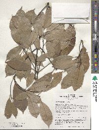 Quercus glauca image