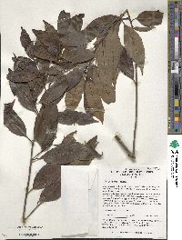 Ilex chinensis image