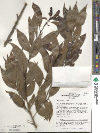 Ilex chinensis image