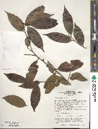 Ilex chinensis image