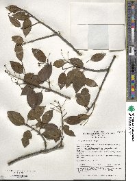 Ilex pedunculosa image