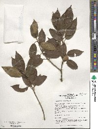 Ilex pedunculosa image