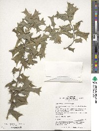 Ilex cornuta image