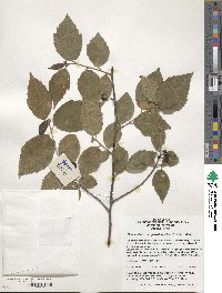 Grewia biloba var. parviflora image