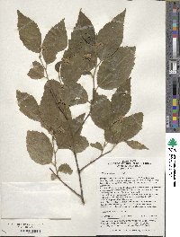 Grewia biloba image