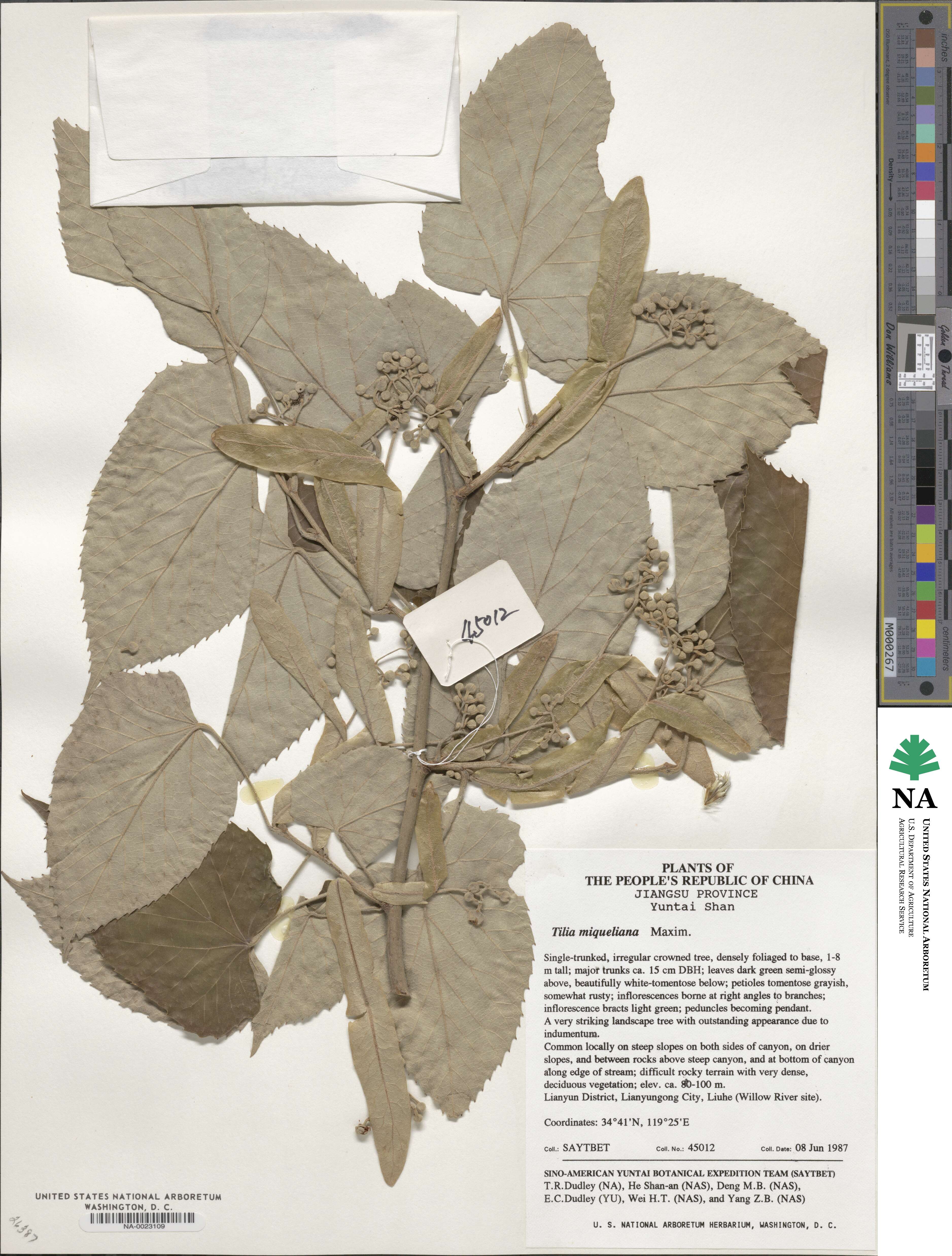 Tilia miqueliana image
