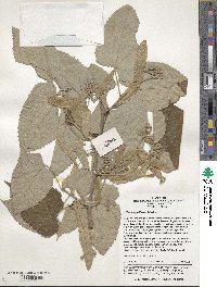 Tilia miqueliana image