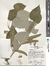 Tilia miqueliana image