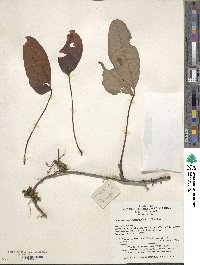 Parthenocissus semicordata image