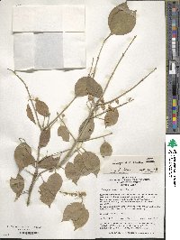 Euonymus maackii image