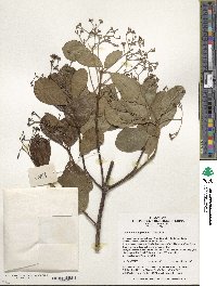 Euonymus japonicus image