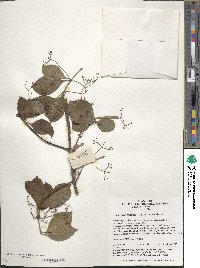 Euonymus fortunei image